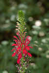 Cardinal flower